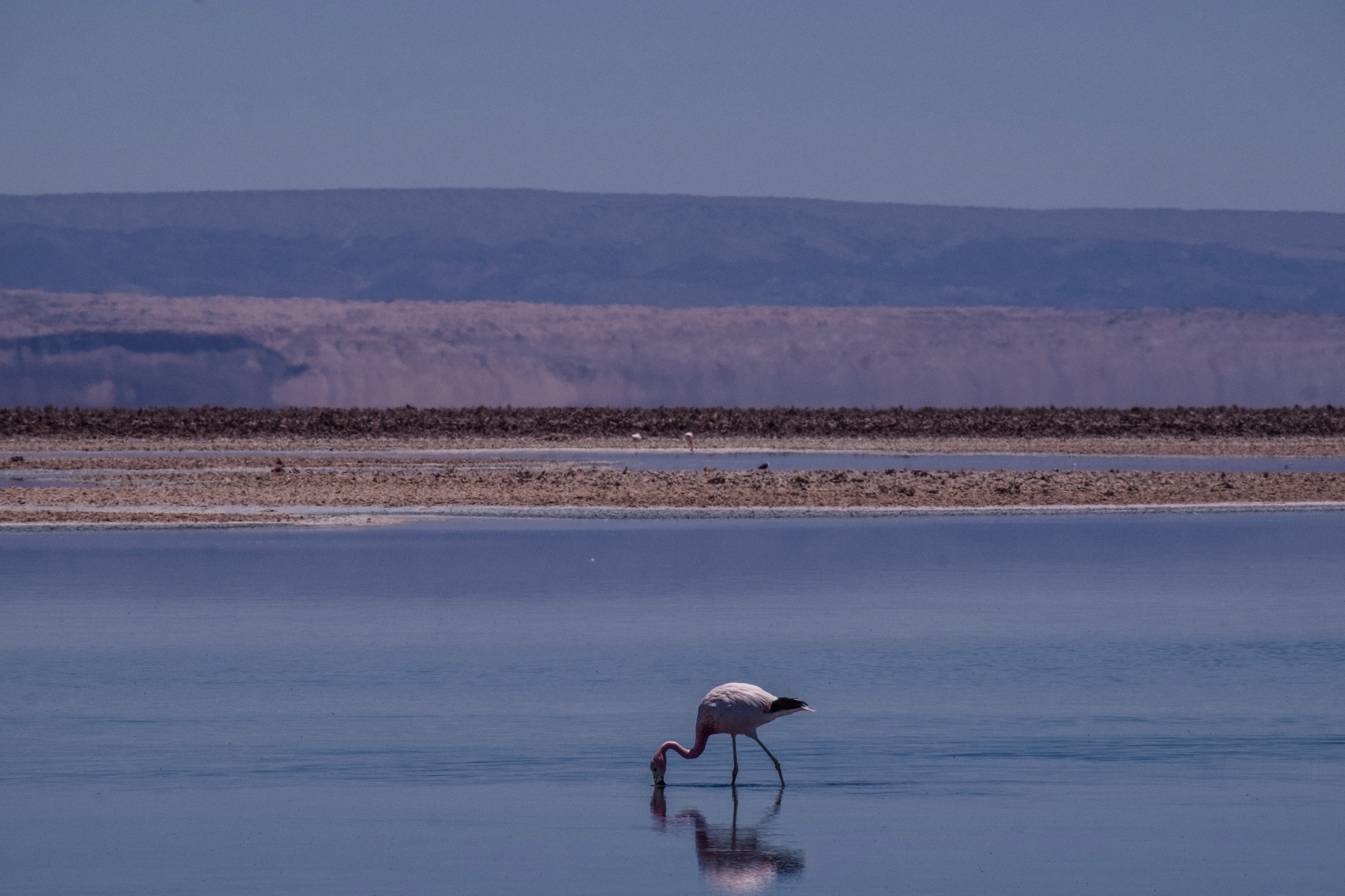 #11 Flamingos in drei Ländern