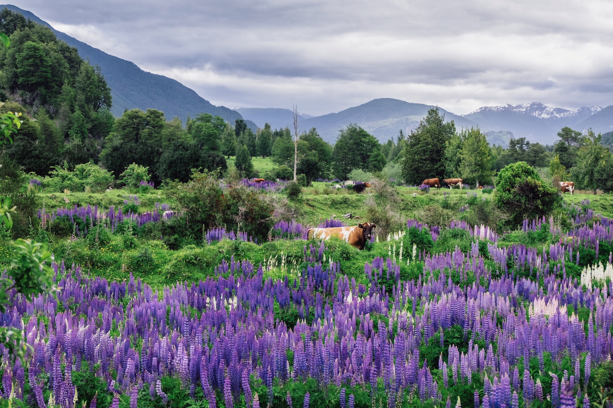 #15 Farbenfrohes Patagonien