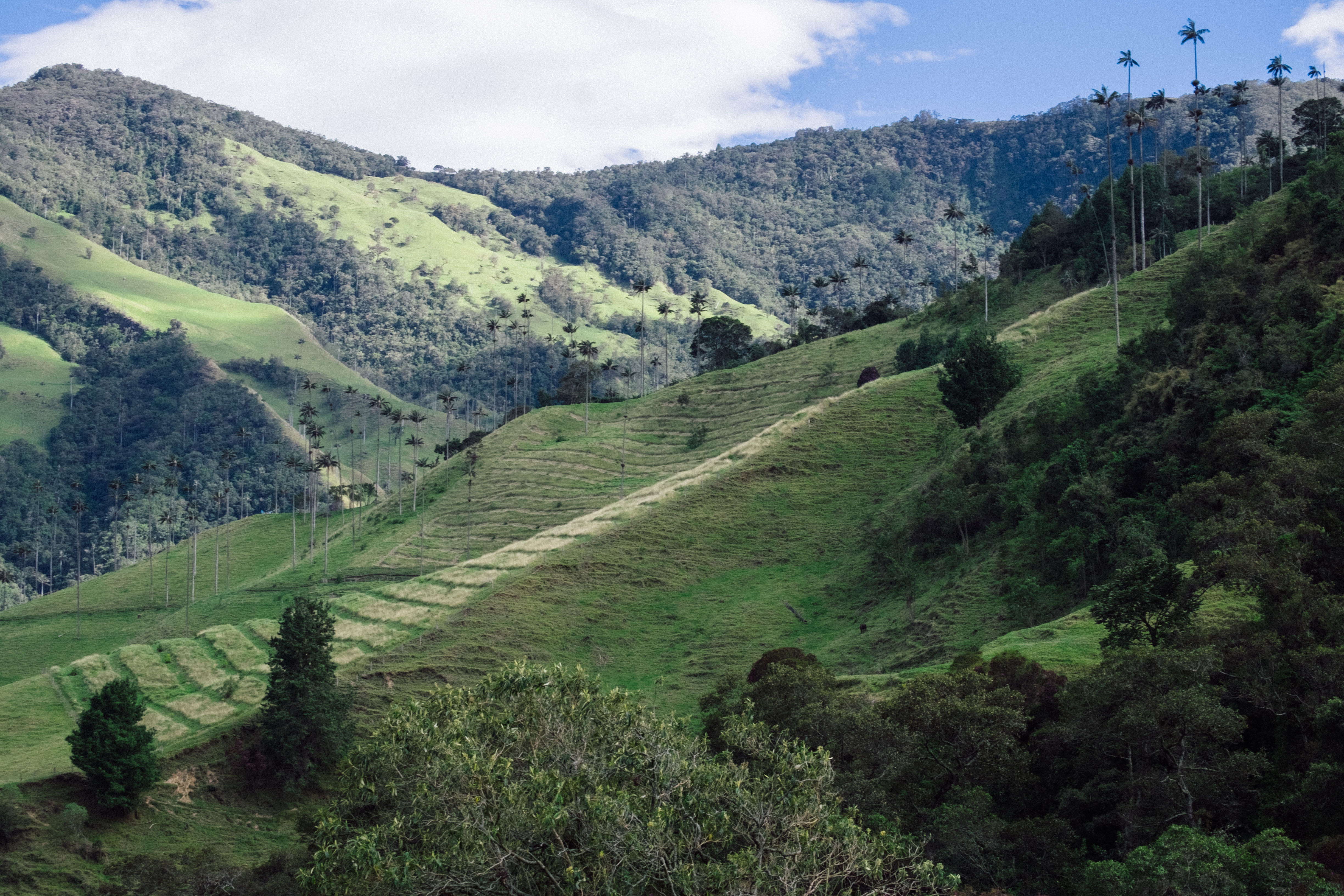 Valley de Cocora