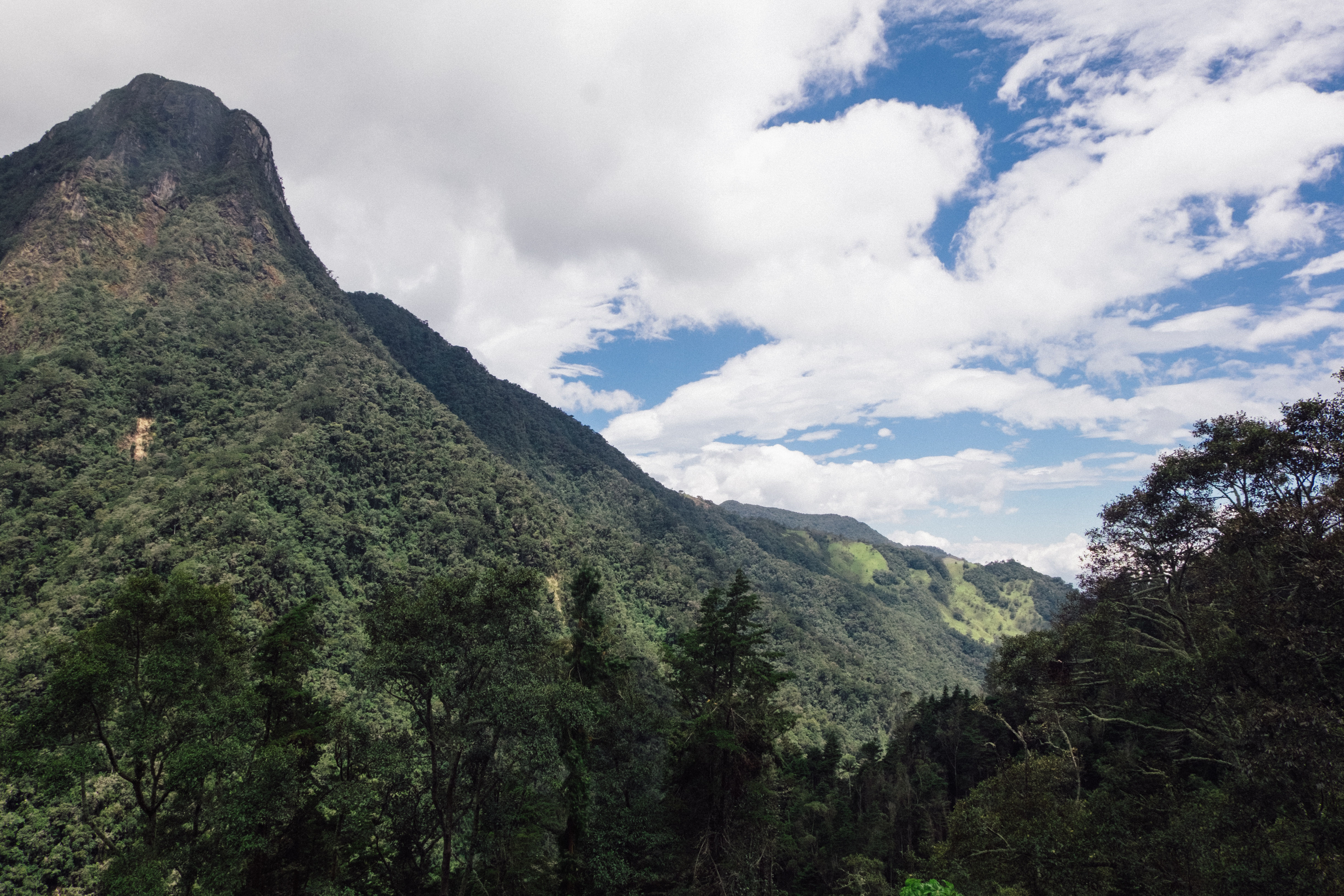 Valley de Cocora