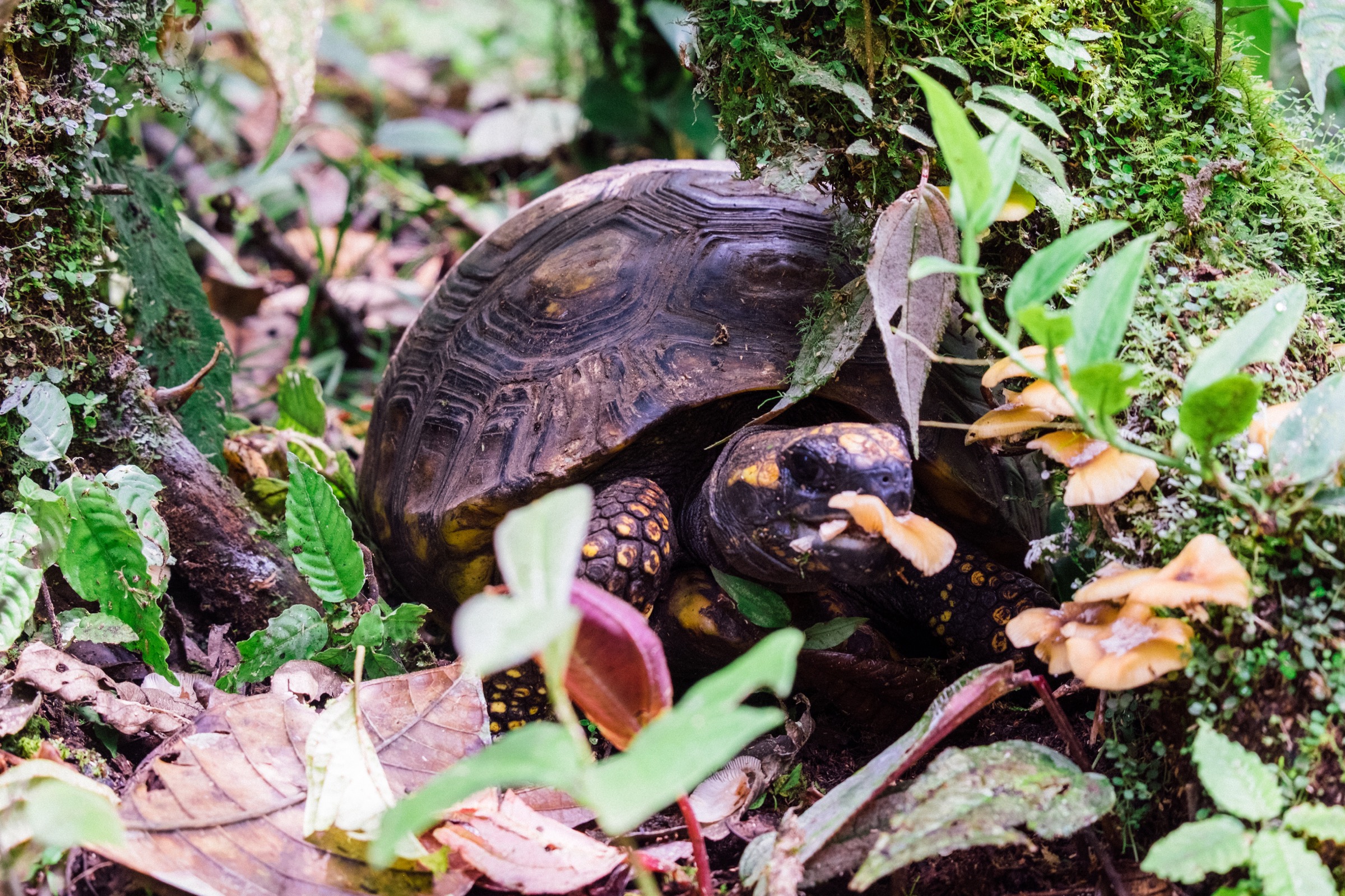 Landschildkröte