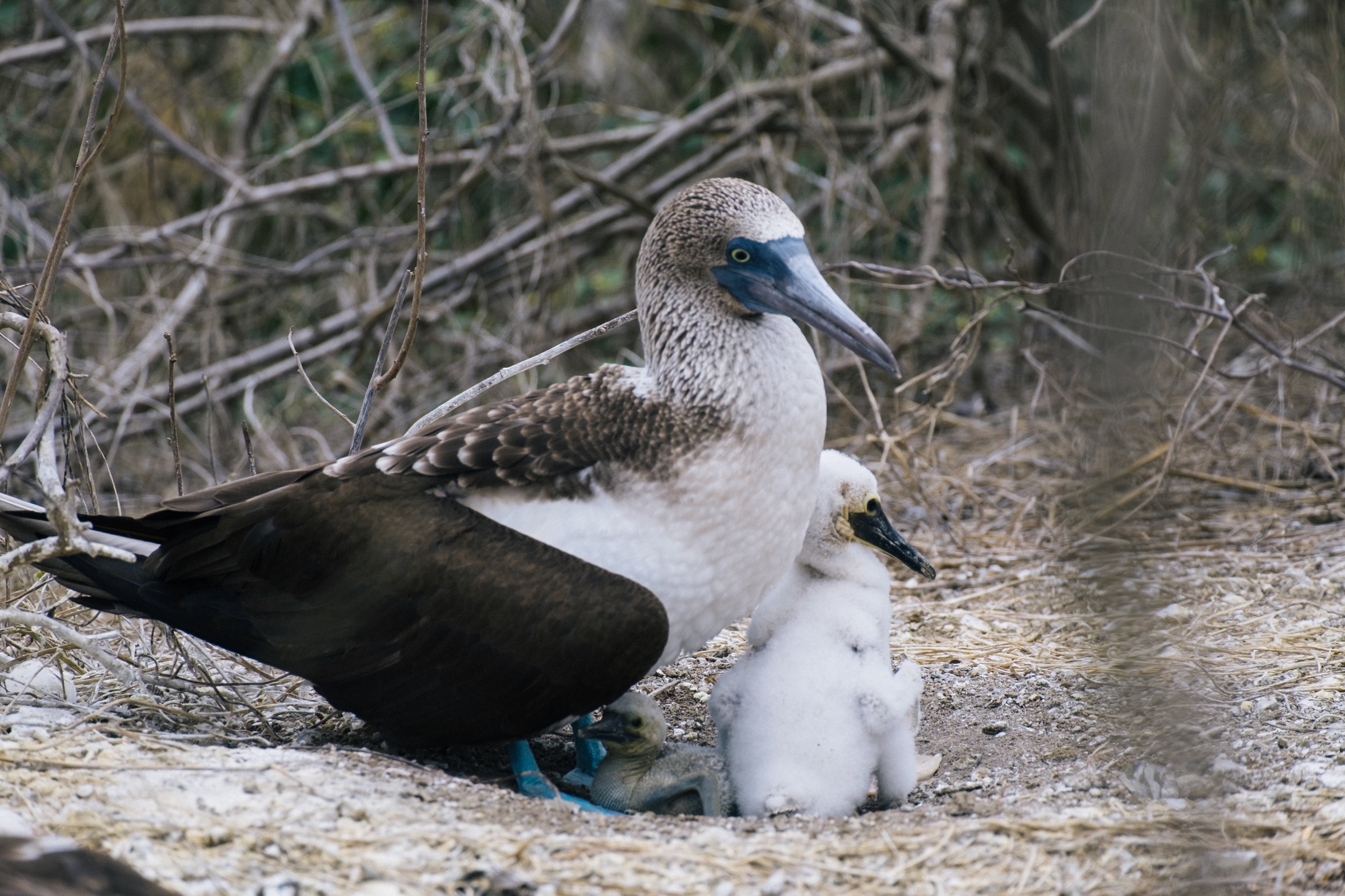 Blaufußtölpel Baby mit Mama