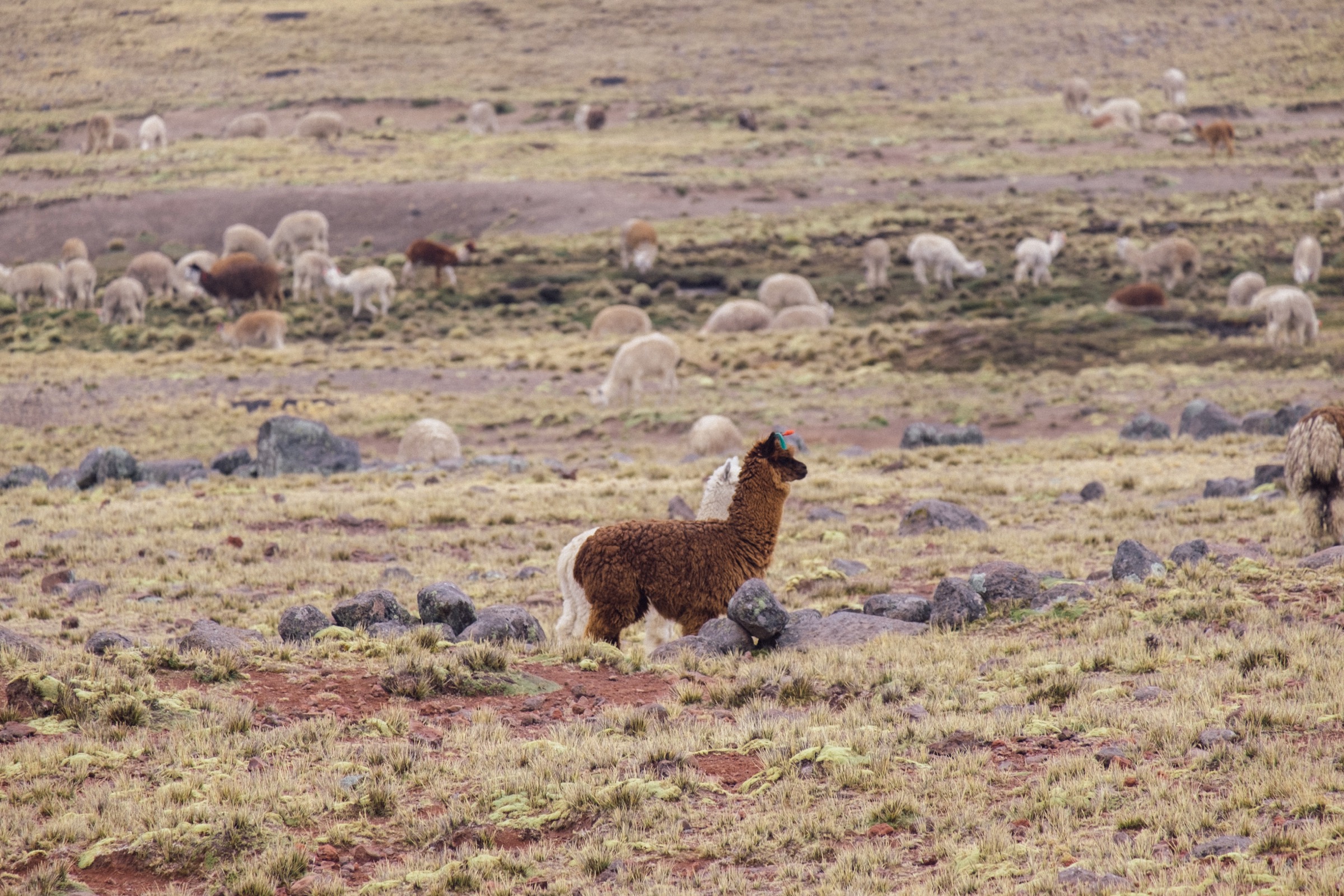 #8 Im Sprint(er) durch Peru