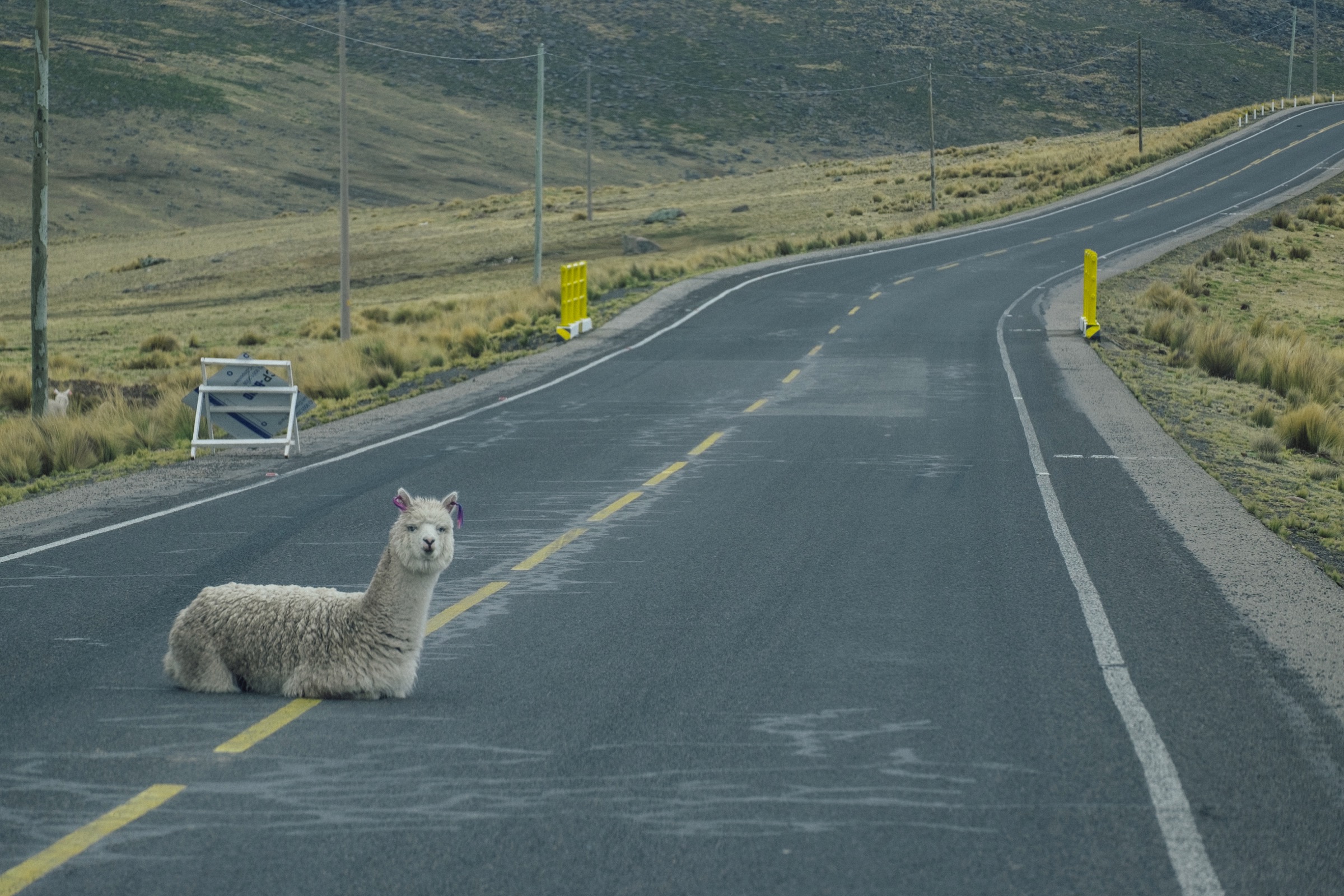 Llama auf Straße